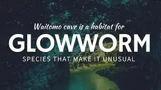 NATURAL WONDERS: Waitomo Glowworm Caves in New Zealand