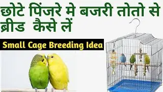 Small cage breeding idea//BAJRI PARROT BREEDING IDEA