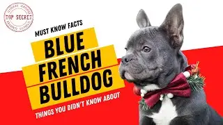 Blue French Bulldogs