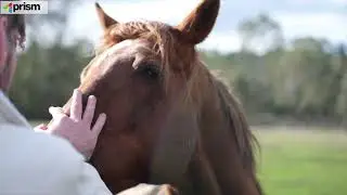 One Stop Horse Management Solution: Prism