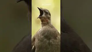 Эта птица может имитировать любой звук 🔊 #шорты