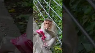 Laughing with Monkeys: The Best Monkey Jokes in the Wild