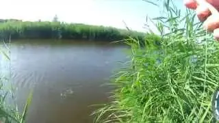 Voornvissen in de polder