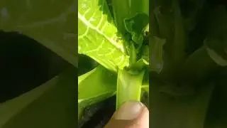 How to Control the Disease of Sugar Beet