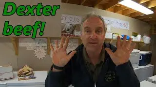 Dexter beef: 10 tips for market