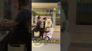 狗狗❤️治愈(๑＞ڡ＜)☆#cuteanimal #dog#可爱 #狗狗 #funny #治愈 #美好時光 #爱 #love #puppy