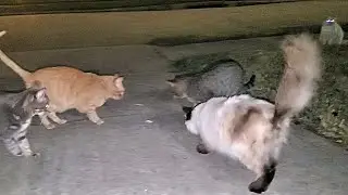 HAPPY CATS