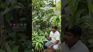 Super Queen Mangov  | Razeen Exotic  Fruits Garden