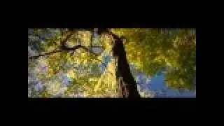 Panasonic Lumix LX100 - Autumn in 4K