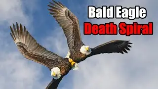 Bald Eagle Death Spiral &ndash; Deadly Mating Ritual