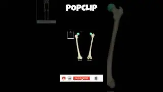 LEARN@@ Amazing Bone Facts: Discover the Marvels of the Human Skeleton 🦴✨#shorts #facts #bones
