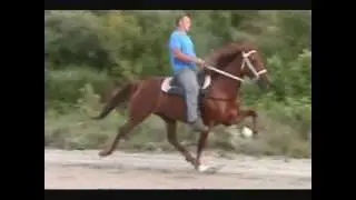 Redskin's Tequila 5yr old keg shod mare!