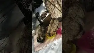 +1000р. Алексей Вячеславович Р. СПАСИБО!!! на Сбербанк 2202203654418625 Елена К. 5 февраля 2026г.