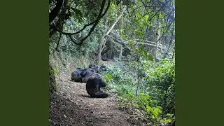 Chimpanzee Calls &ndash; Nyungwe Forest National Park, Rwanda