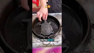 This is a turtle jelly