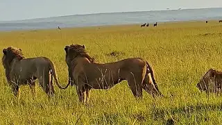 Topi Male Lions Together | Son of Salas Males | 25 May 2025