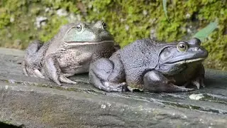 How Farmers Raising Millions Of Frogs and Harvesting -Frog Meat Processing Factory - Frog Farm
