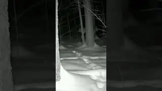 Trail Camera Captures Wolf Being Thrown Back After Unidentified Scream