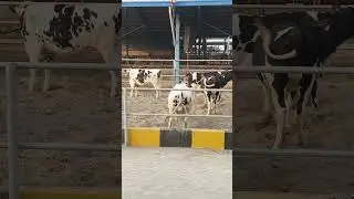 Beautiful heifers at RiverLine Dairy #dairy #farming #riverline #viral #video