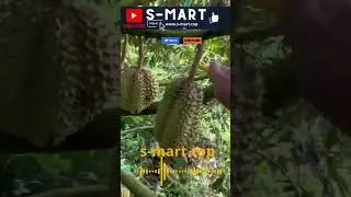 Vườn Sầu ri&ecirc;ng Ri 6 #smartlacasa #smarteveryday