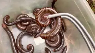 Catching millipedes in the forest #insects #animals #millipede