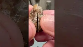 Random Rock Cut Open! 🤩