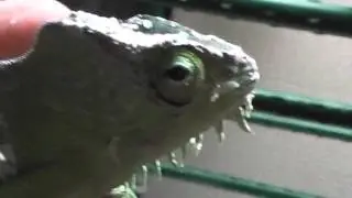 Adult breeding pair male and female Quadricornis  Quadricornis aka quad chameleon for sale