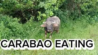 CARABAO EATING THE GRASS Late Night LS &ndash; Usap Tayo at Mag-Dikitan!