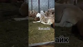 #arashan #arashanuz #goat #kirgistan # #uzbekistan #uzb #uzbeksila #original #pubgmobile #explore