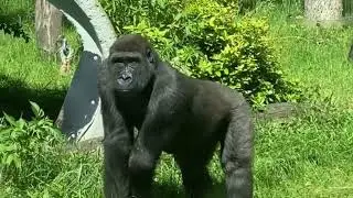 AMAZING GORILLA TROOP - Waiting for the New Silverback