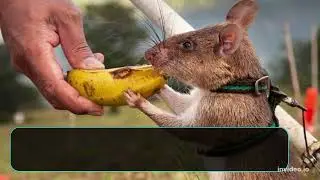 BOMB Price Prediction 2022, 2025, 2030  BOMB Price Forecast  Cryptocurrency Price Prediction