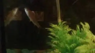 Mi primer acuario de 20L
