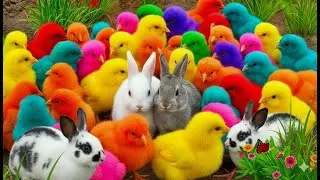 The Rainbow Chicken Challenge! 🐔🌈 Can We Find All the Colors?