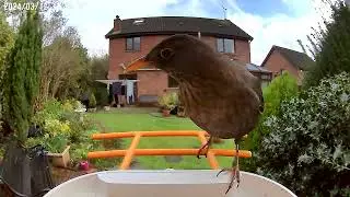 Smart Bird Feeder Camera Capturing a Blackbird in the Garden | RF Concepts Ltd - CCTV