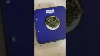 g13skunk popcorn buds