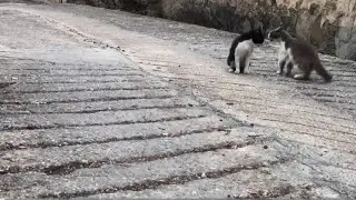The cats in the Republic of Cyprus 🇨🇾 are fighting again | the earth&rsquo;s nature