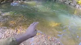 Lake Ontario Tributary Salmon/Steelhead Fishing OCT 2022