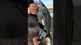 Saltwater Snook and Snapper Double #saltwaterfishing #fishing #florida