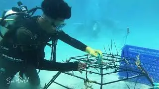 we dived in the sea to replant coral reefs
