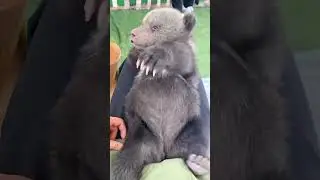 Play with cute bear cub #bear #cubs #cute