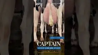 📸 An impressive lineup of VG and EX CAPTAIN daughters at Oakfield Corners Dairy, NY! #STgenetics