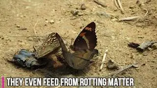 What Do Butterflies Eat?