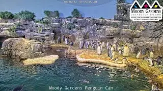 Live From Penguin Exhibit at Moody Gardens in Galveston, Texas