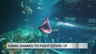 How sharks could help fight COVID-19 virus, future coronaviruses