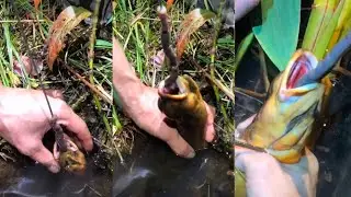Unbelievable Eel Hunting Video | Best Fishing Video | Fishing Eel