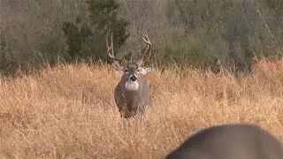 Venado Colablanca Grande de Muchos Picos Cazado con Arco