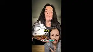 Собака чучело 