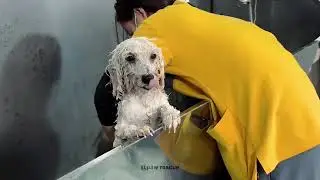 I Found a Group of Dogs Crying for Help&hellip; What Happened Next #animalrescue