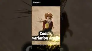 Caddis, variation dry fly#velifly #Bulgaria#flyfishing#flytying#freestyle