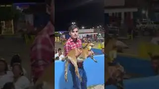 DUDU FELIZ DA VIDA COM O BODE NOS BRA&Ccedil;OS